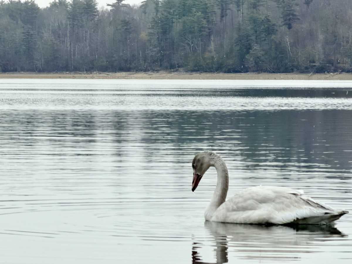 Tundra Swan - ML645742556