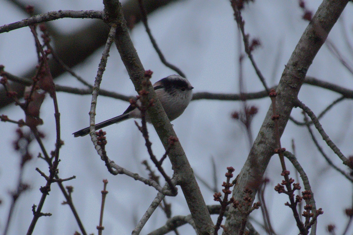 Long-tailed Tit - ML645742567