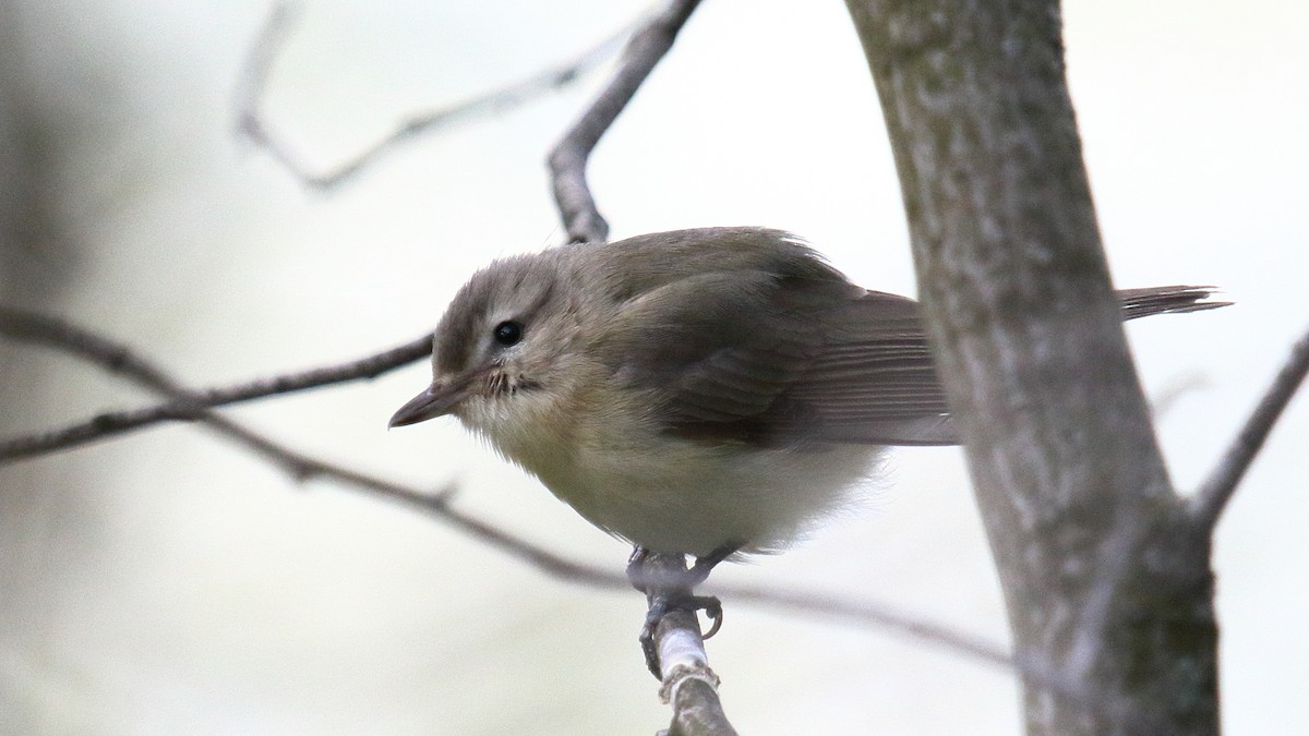 Eastern Warbling Vireo - ML645742568