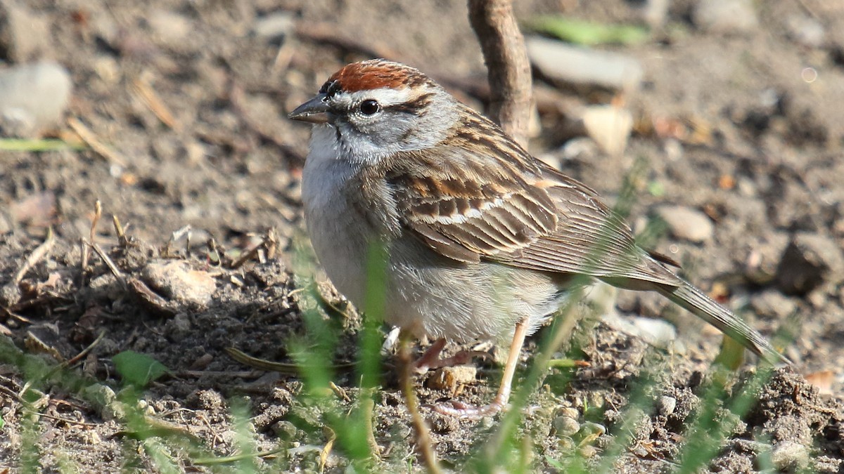 Chipping Sparrow - ML645742584