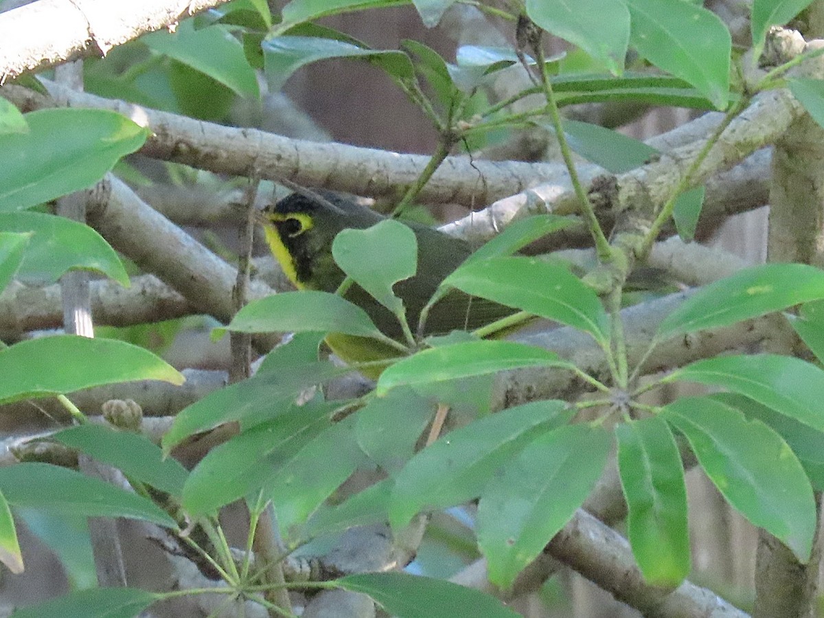 Kentucky Warbler - ML645742600