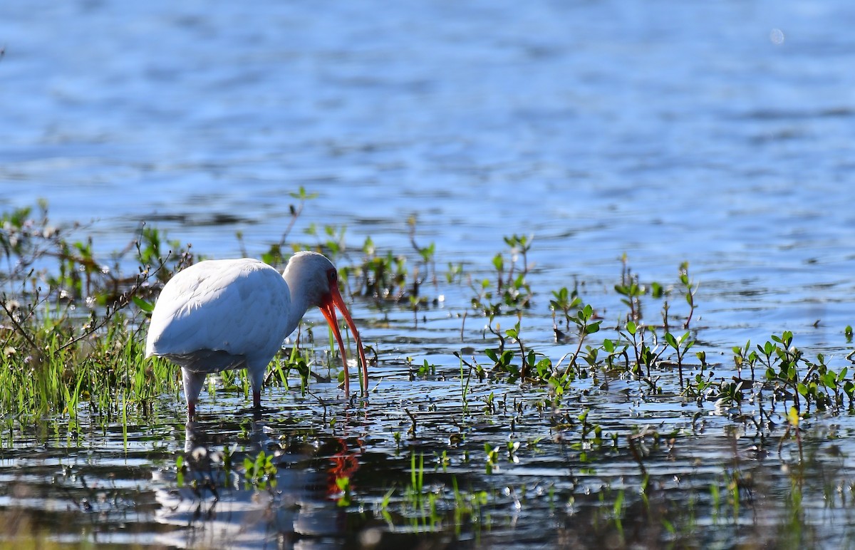Corocoro Blanco - ML645742601