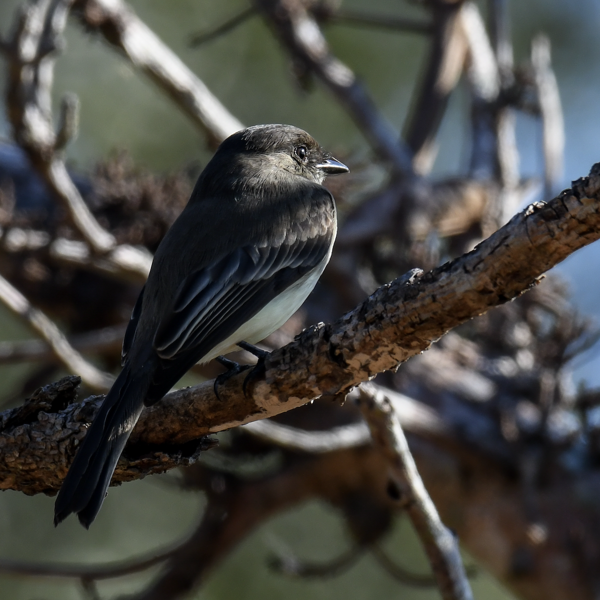 ツキヒメハエトリ - ML645742615