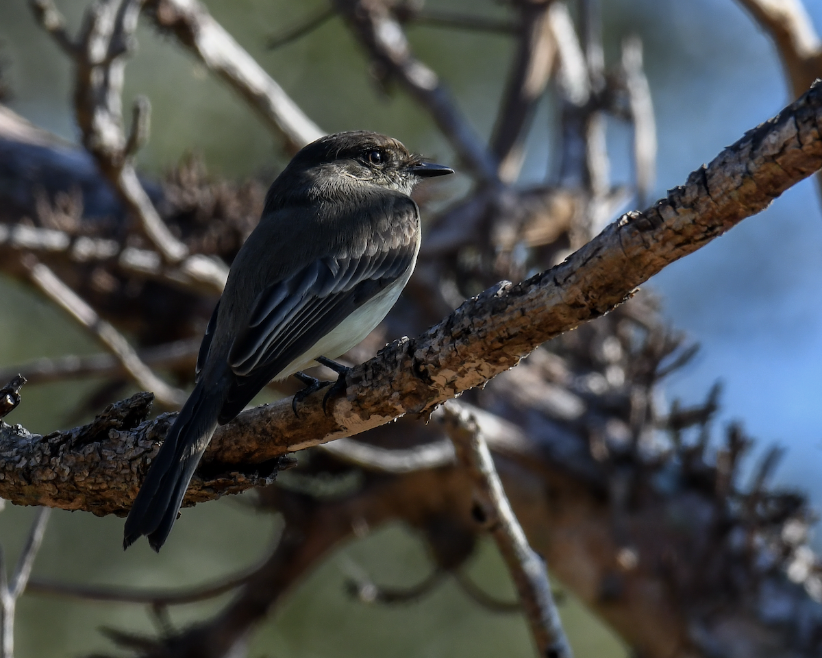 Eastern Phoebe - ML645742616