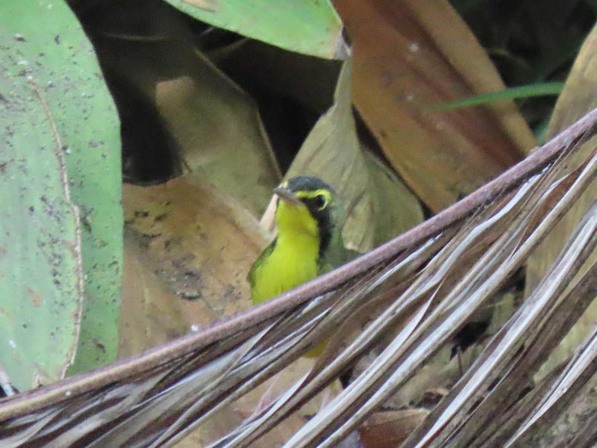 Kentucky Warbler - ML645742617