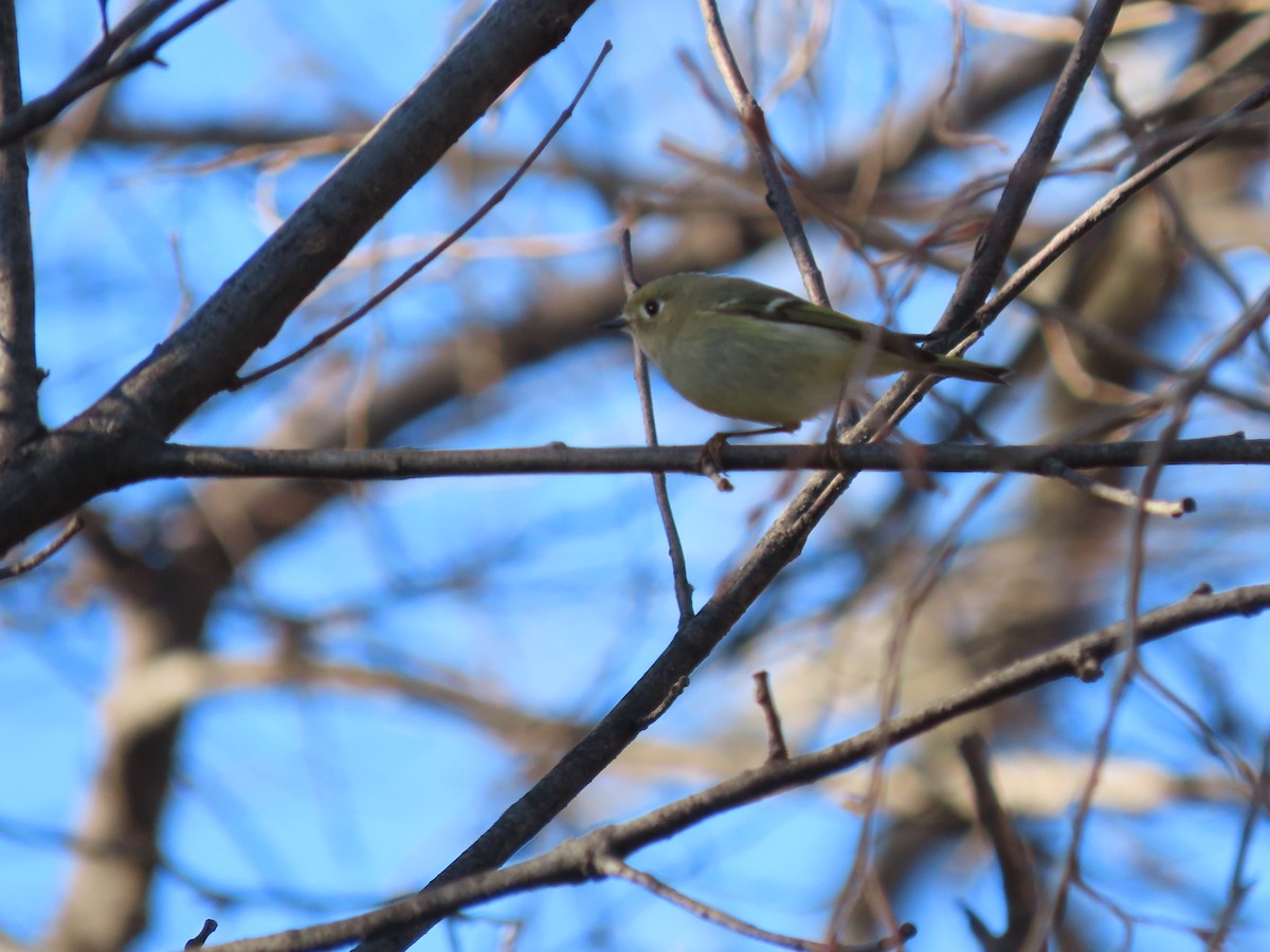 Ruby-crowned Kinglet - ML645742627