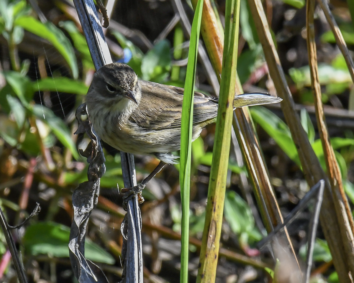 Palm Warbler - ML645742632