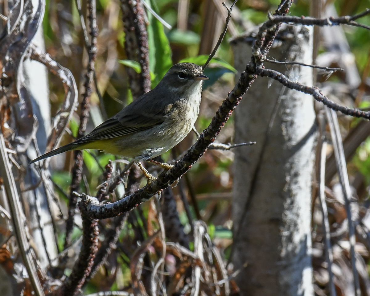 Palm Warbler - ML645742635