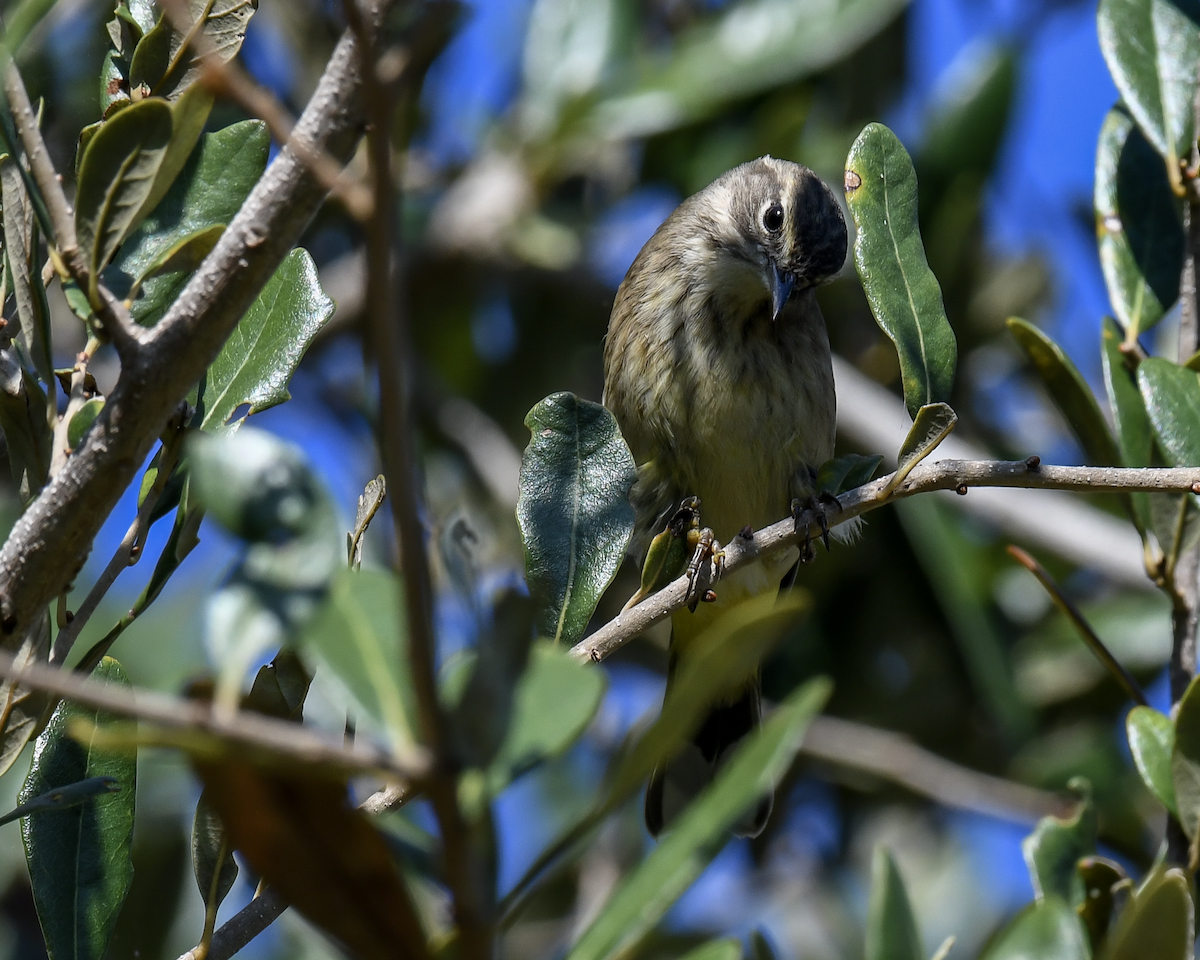 Palm Warbler - ML645742636