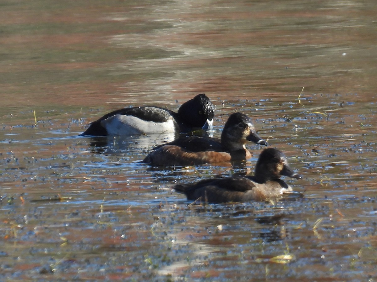 Ring-necked Duck - ML645742652