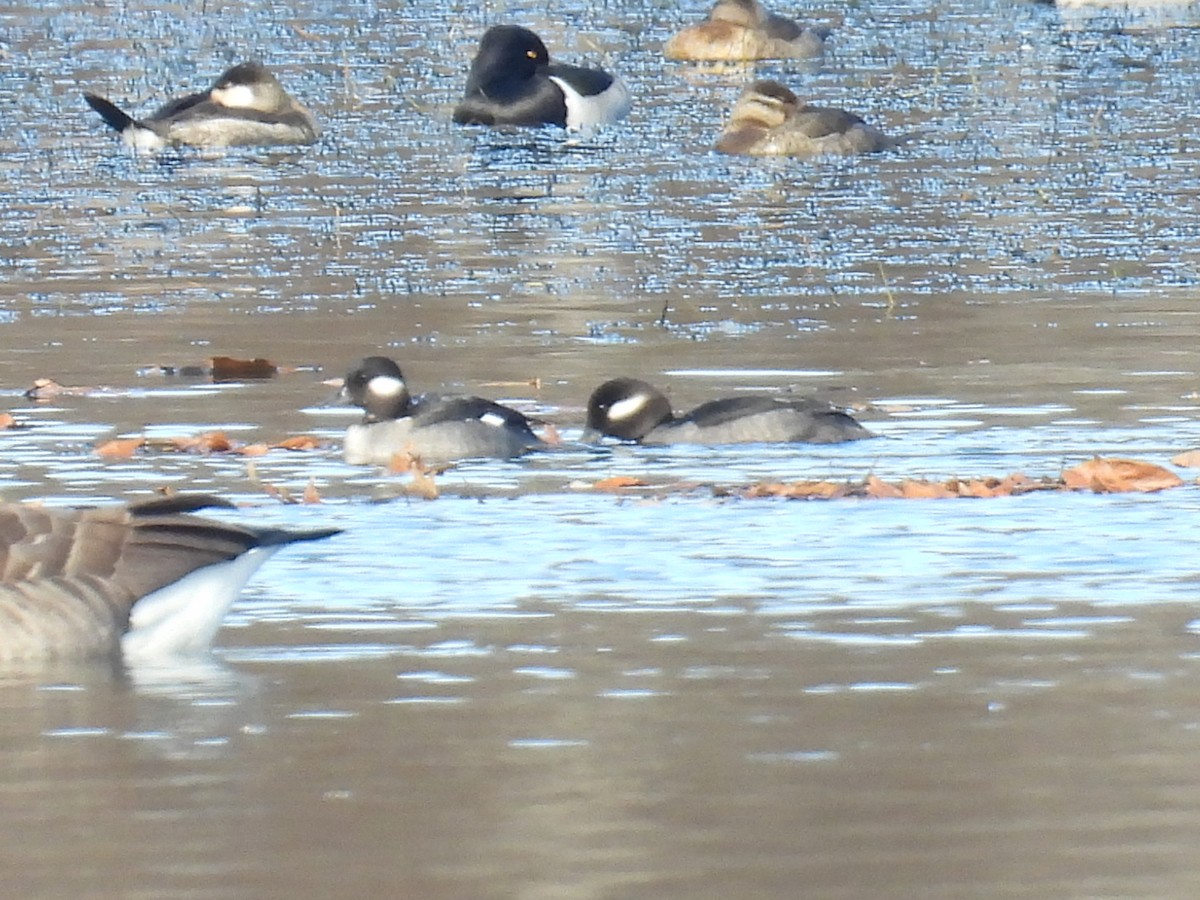 Bufflehead - ML645742665