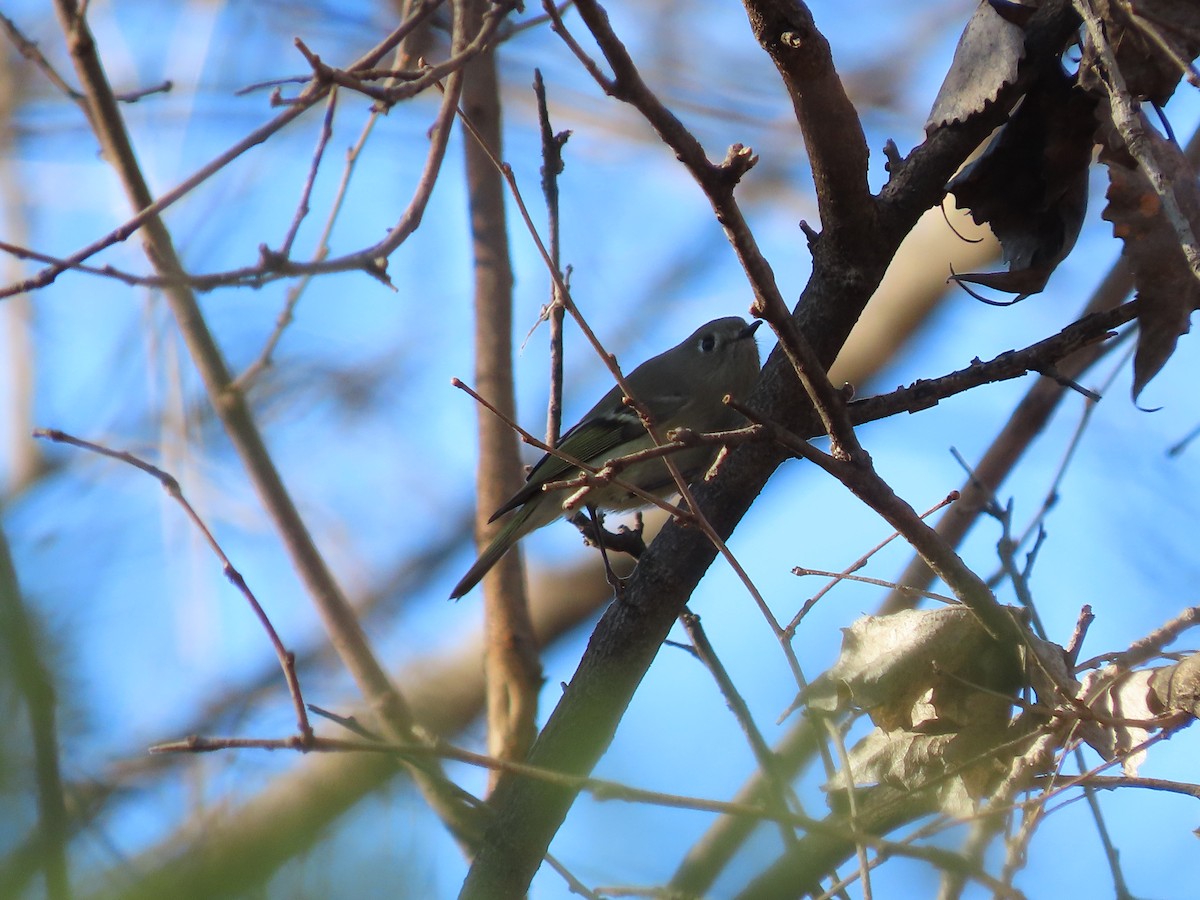 Ruby-crowned Kinglet - ML645742666