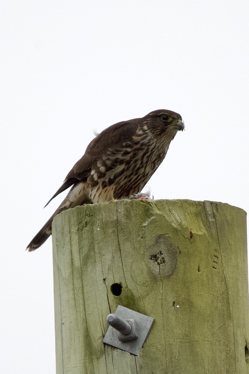 dřemlík tundrový - ML645742668