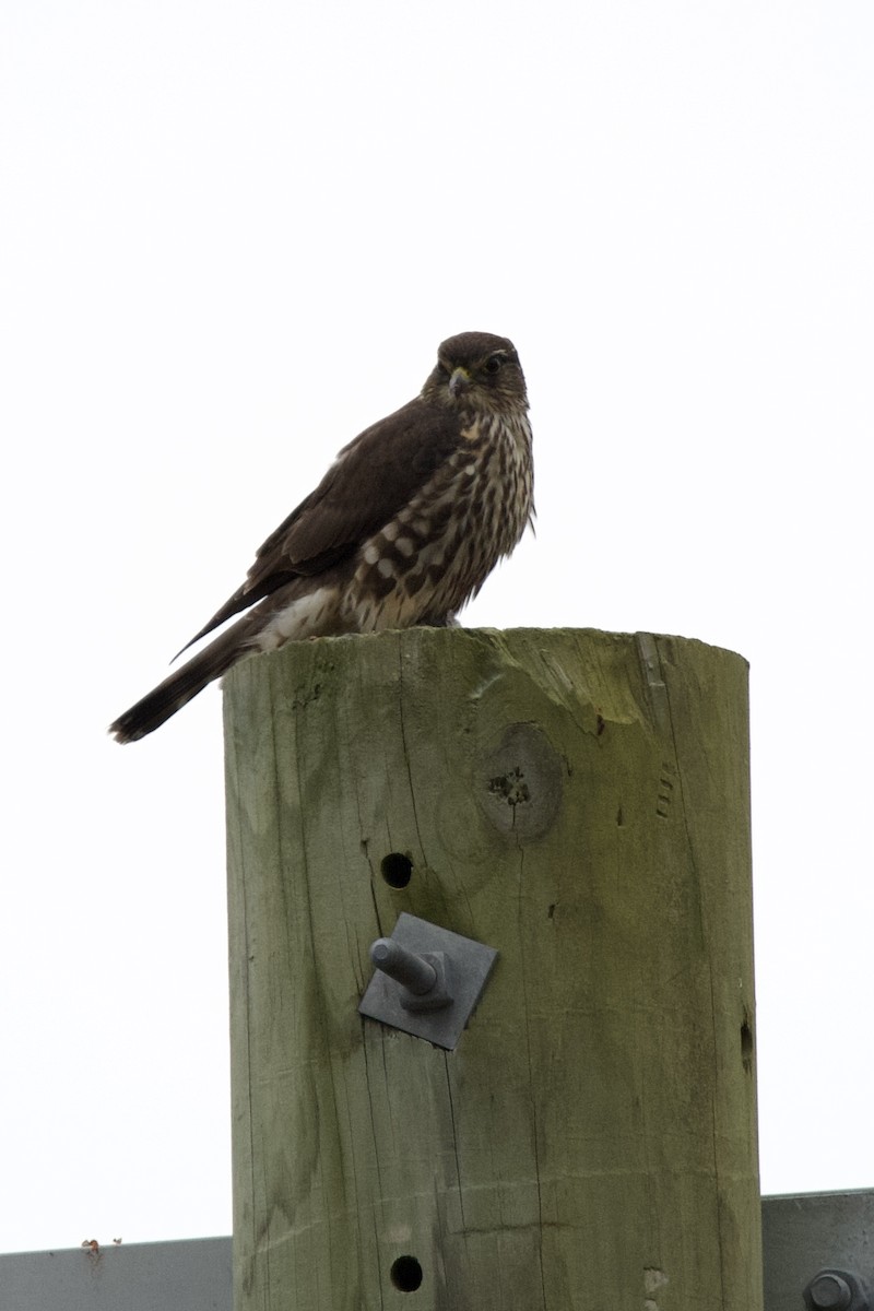 dřemlík tundrový - ML645742669