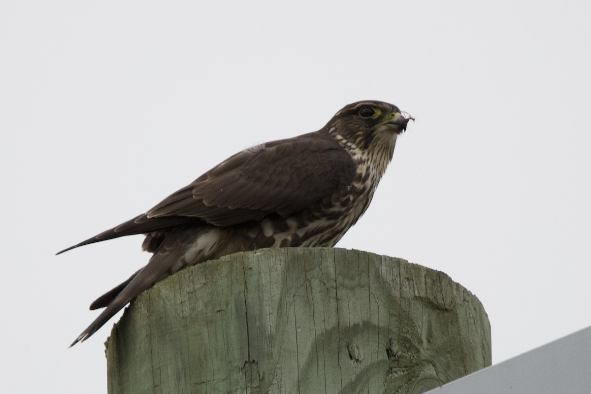 dřemlík tundrový - ML645742670