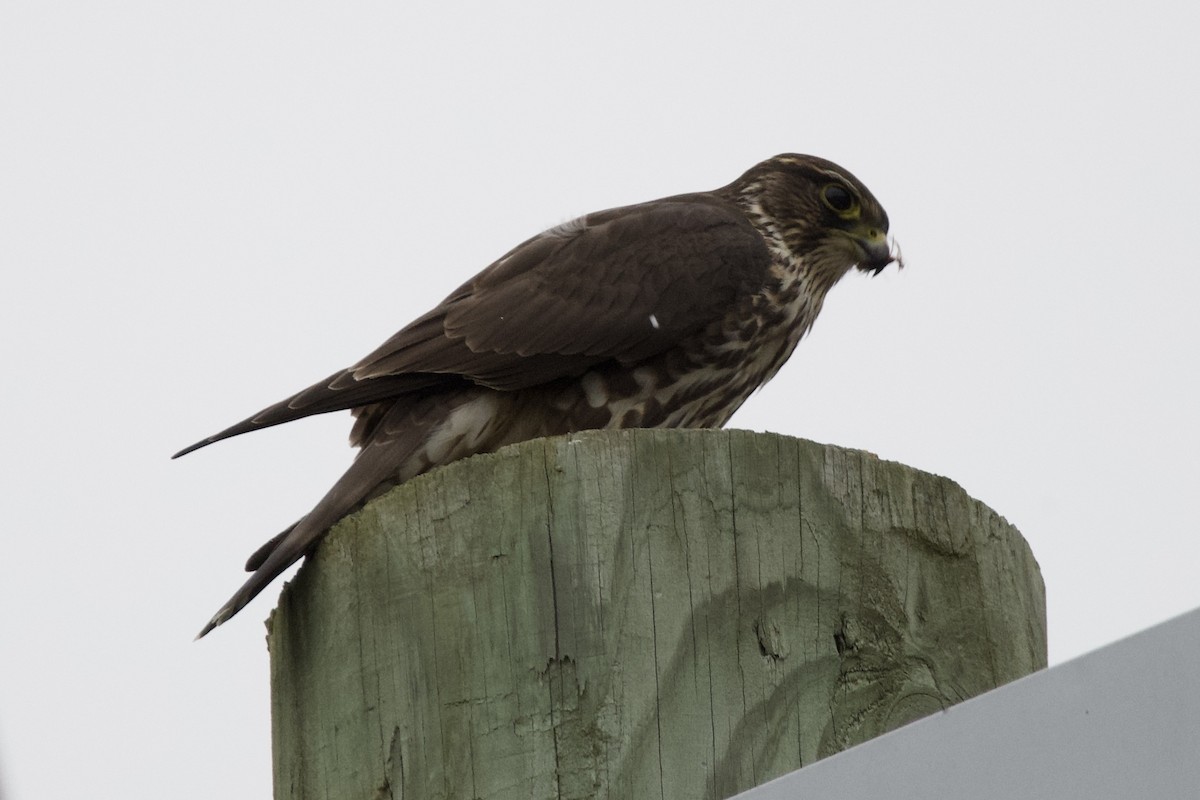 dřemlík tundrový - ML645742671