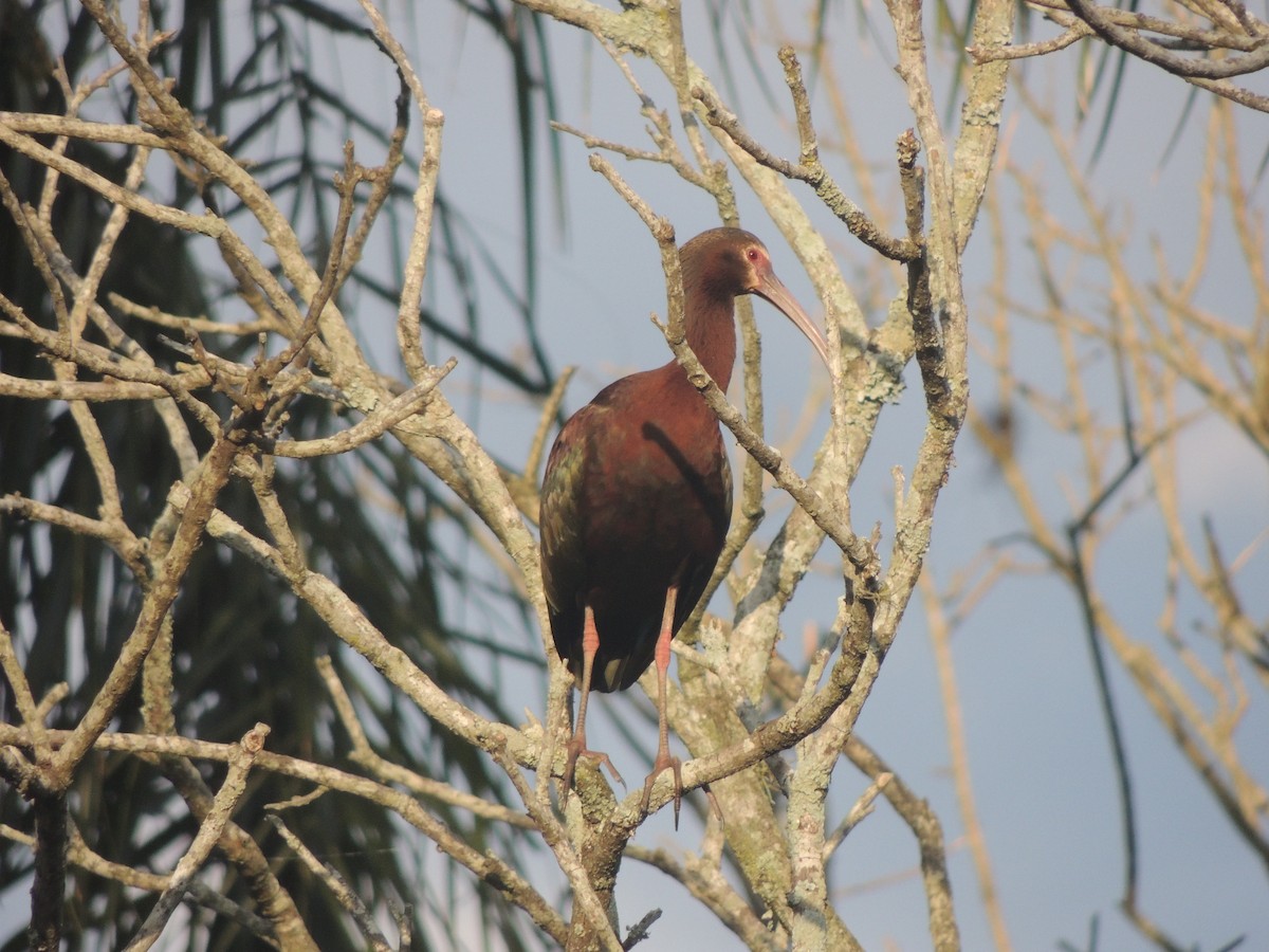 White-faced Ibis - ML645742673