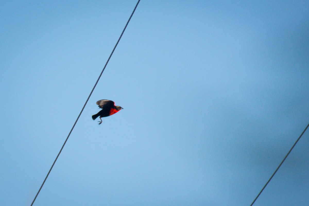 White-browed Meadowlark - ML645742677