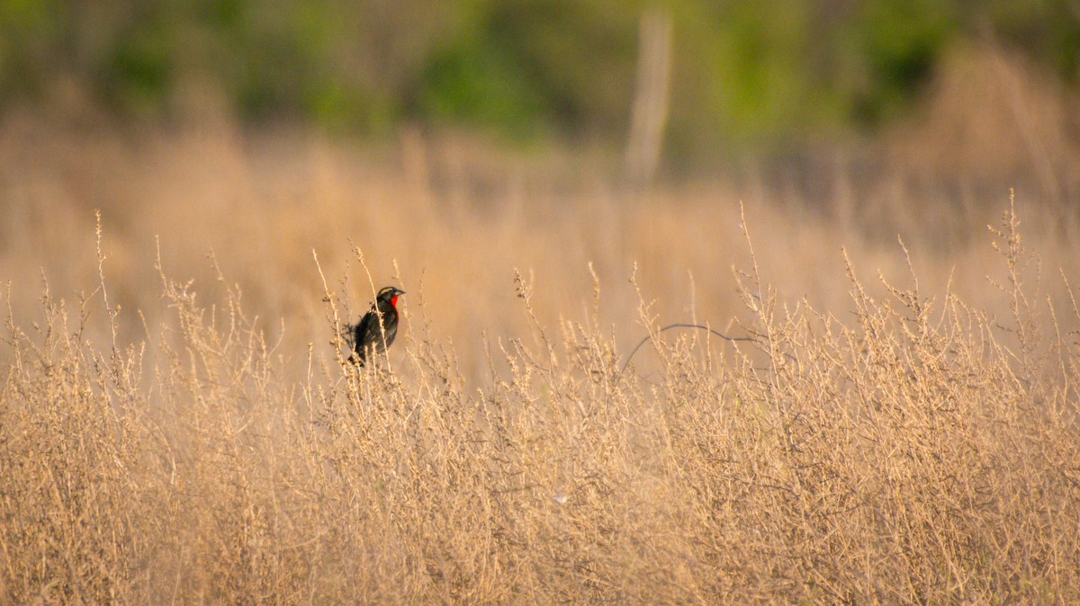 White-browed Meadowlark - ML645742680