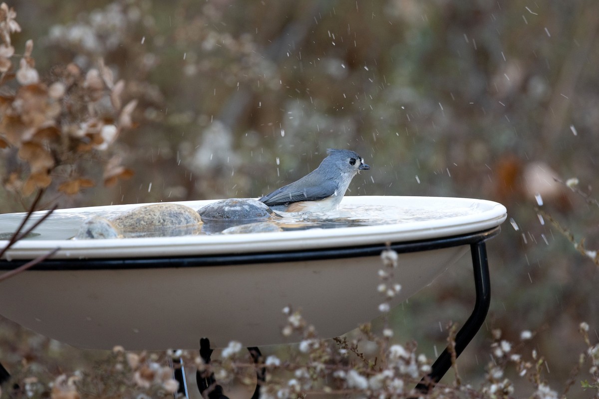 エボシガラ - ML645742683