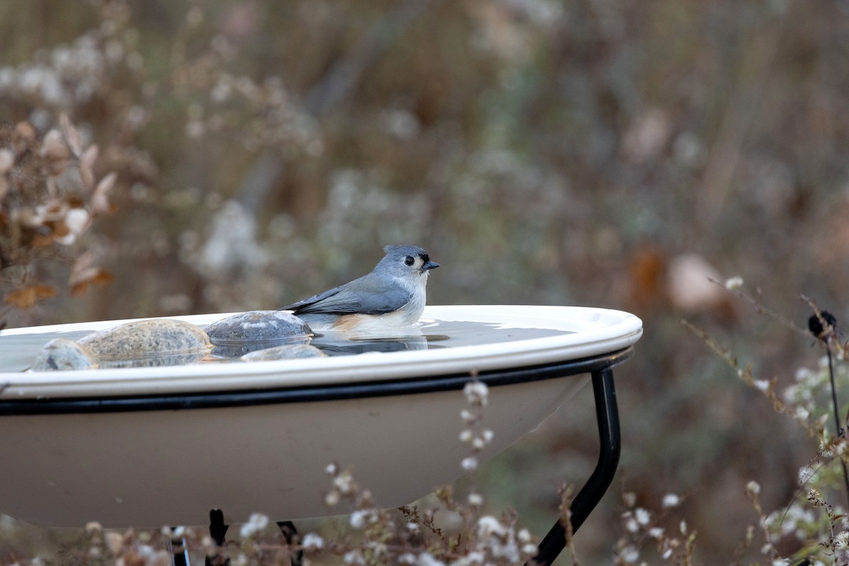 エボシガラ - ML645742684