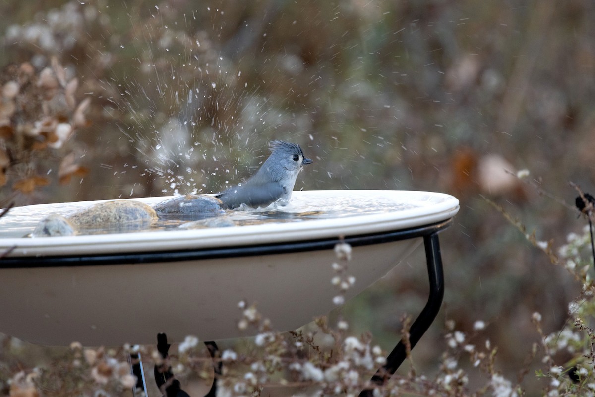 エボシガラ - ML645742685