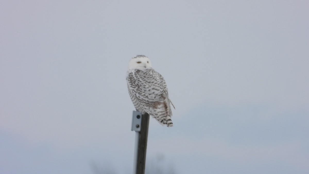 Snowy Owl - ML645742686