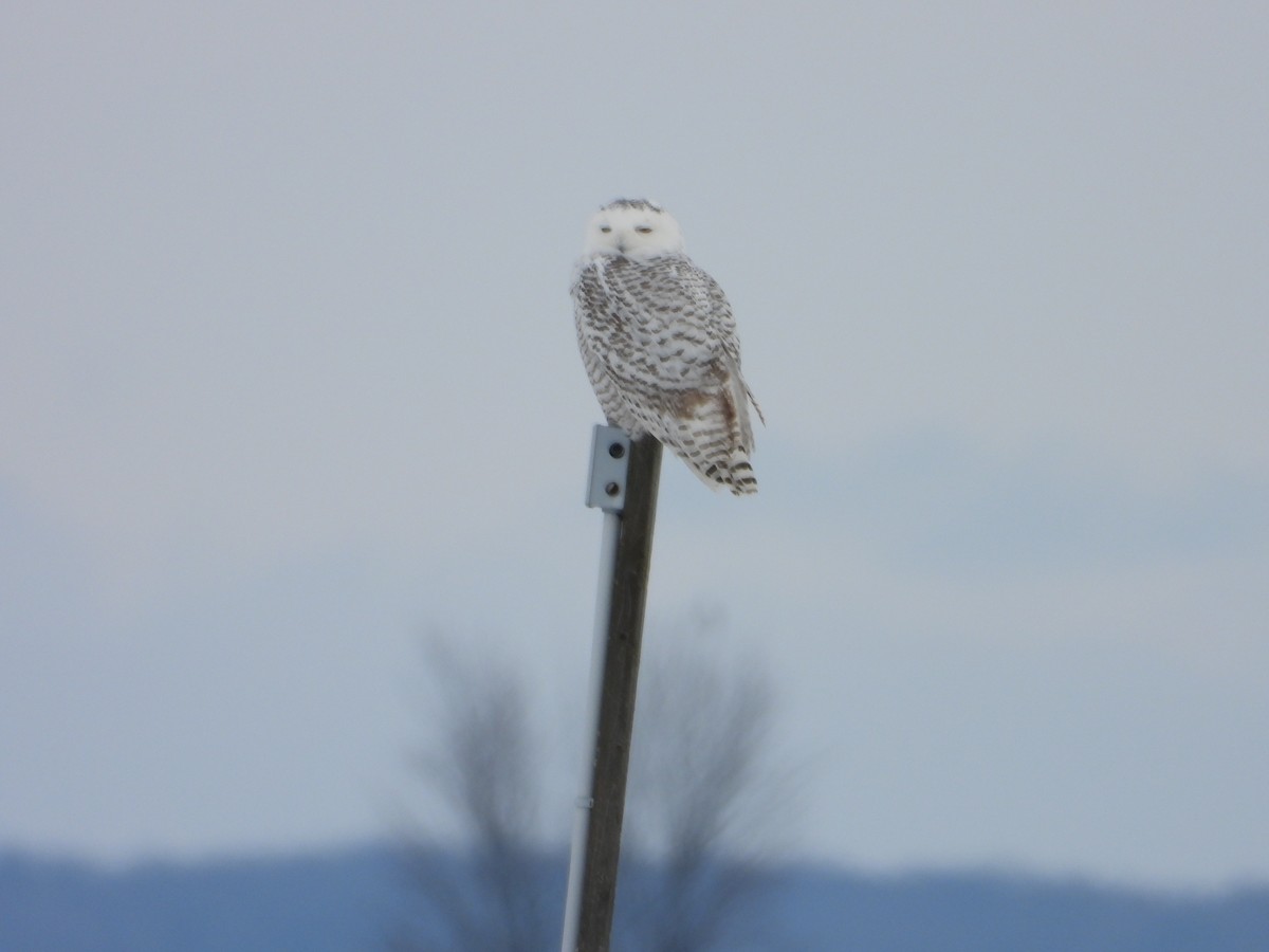 Snowy Owl - ML645742688