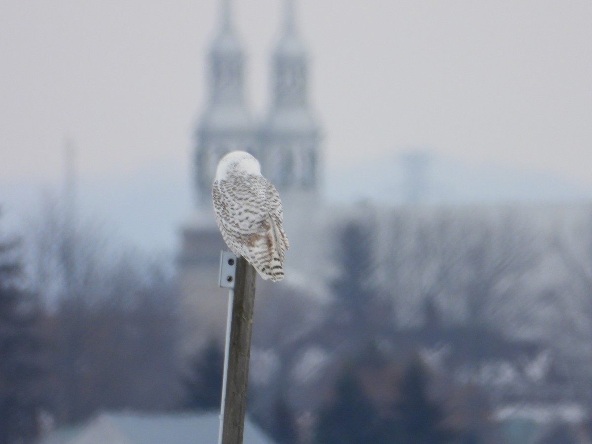 Snowy Owl - ML645742689