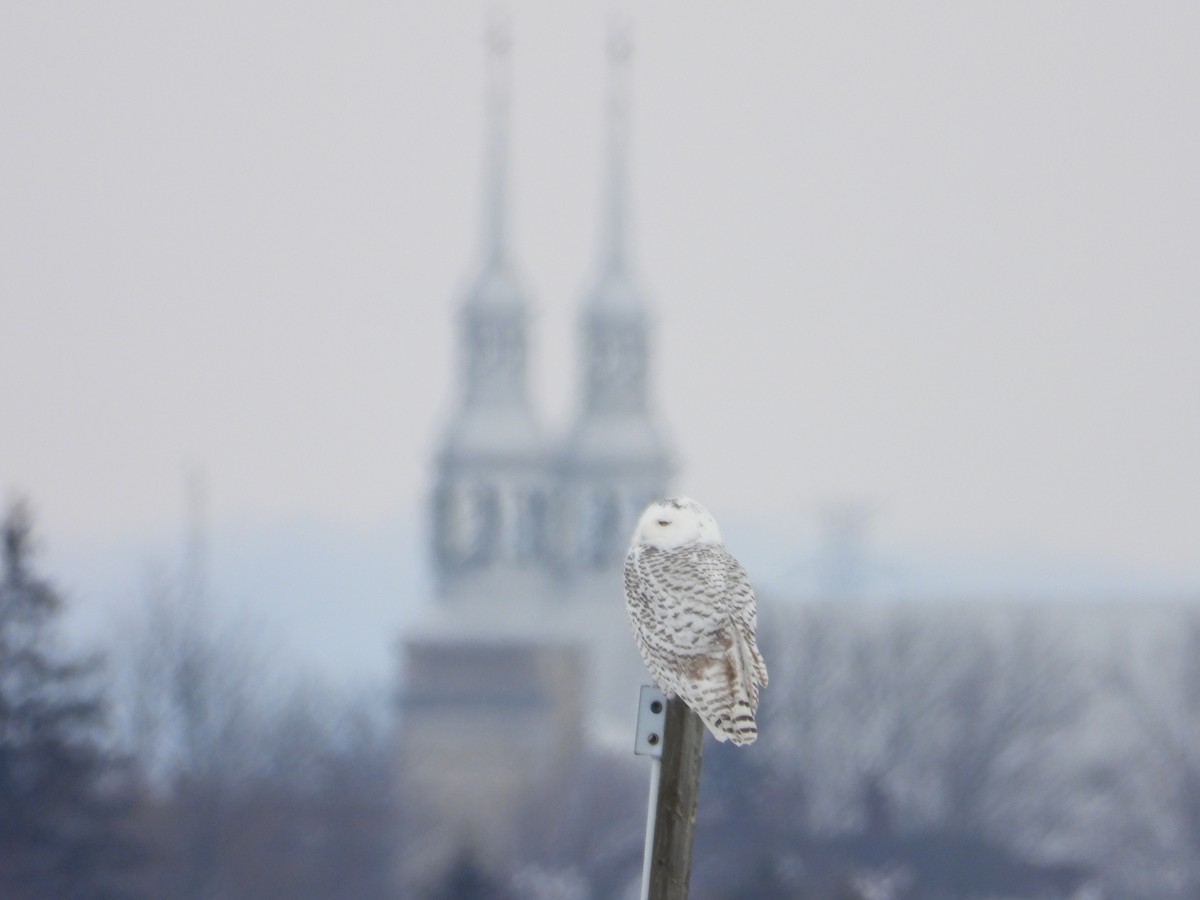 Snowy Owl - ML645742691