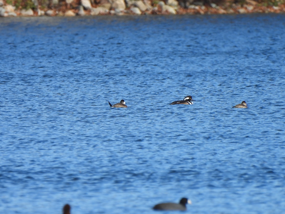 オウギアイサ - ML645742693