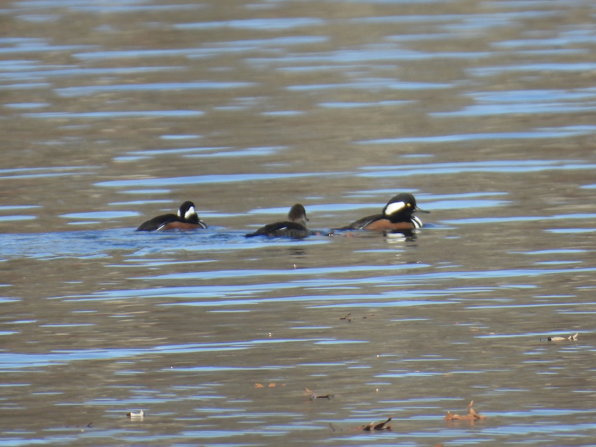 Hooded Merganser - ML645742694