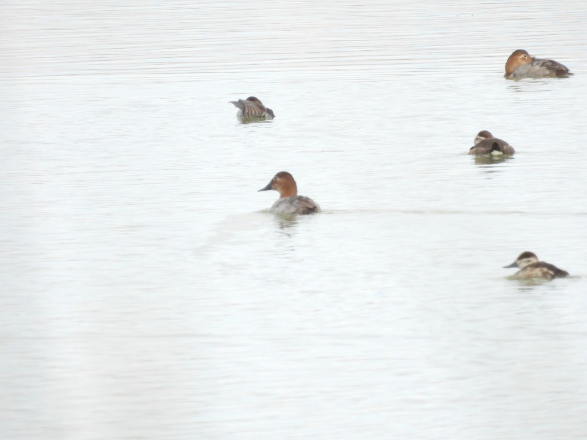 オオホシハジロ - ML645742695