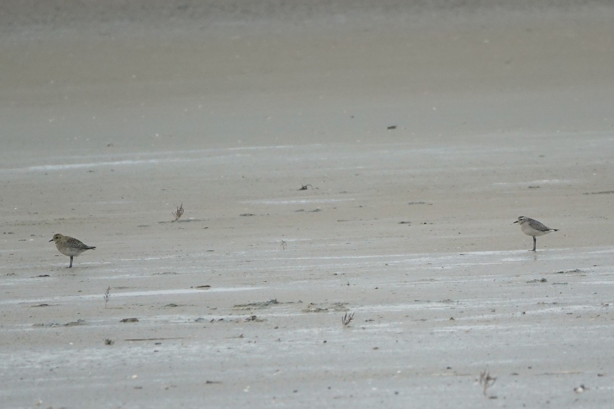 アメリカムナグロ - ML645742700