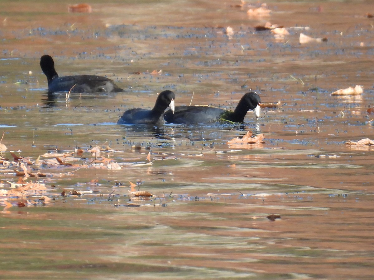 アメリカオオバン - ML645742705