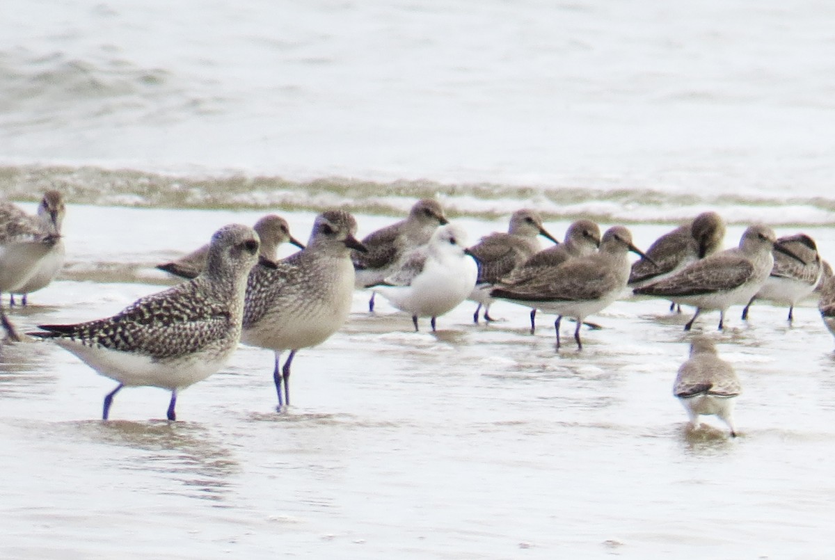 ミユビシギ - ML645742707