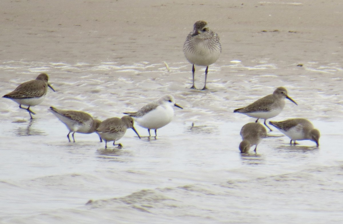 ミユビシギ - ML645742708