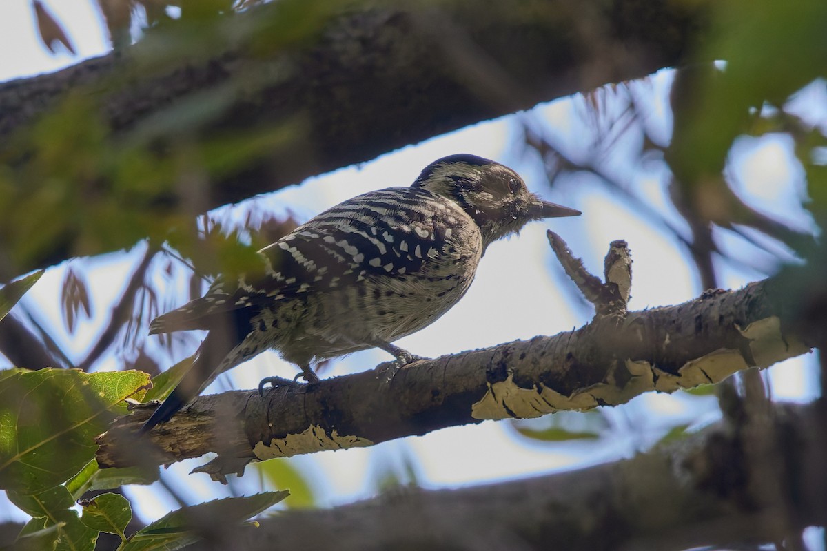 シマアカゲラ - ML645742711