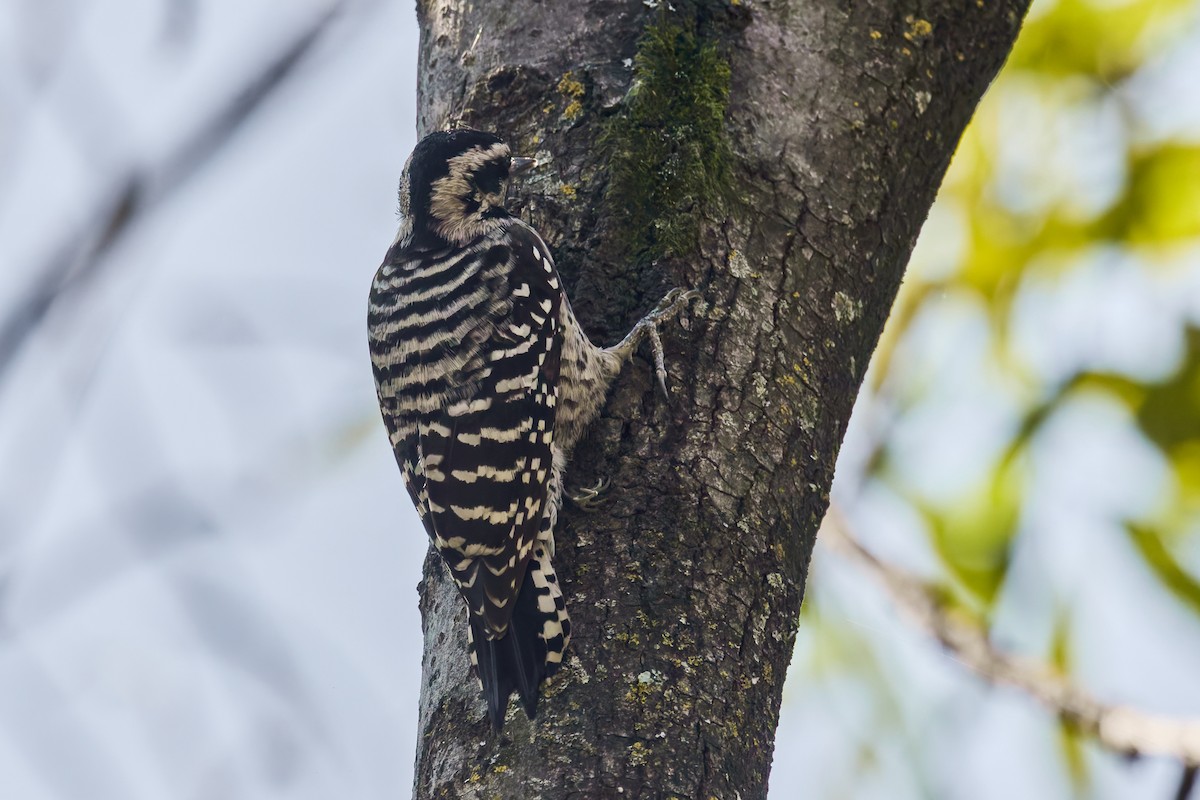 シマアカゲラ - ML645742712