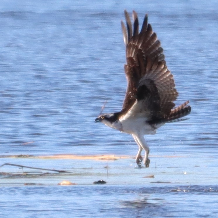 ミサゴ - ML645742713