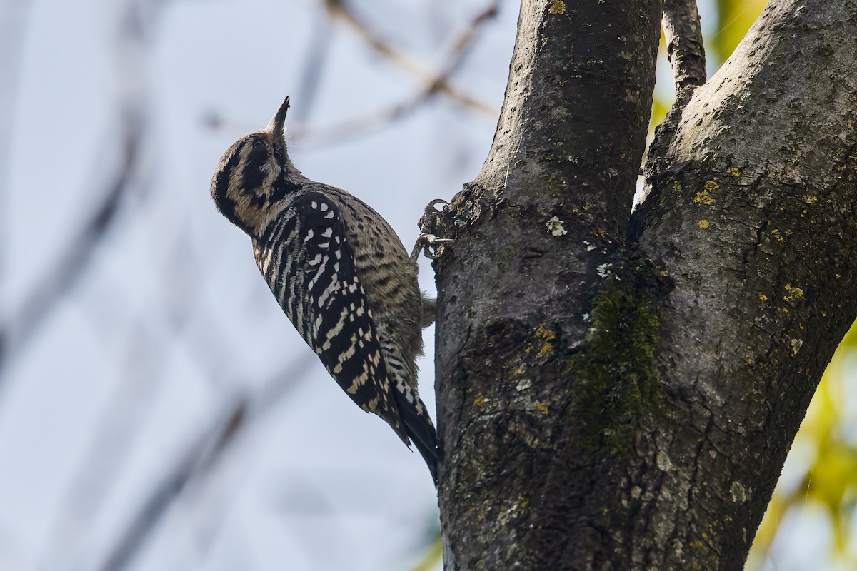 シマアカゲラ - ML645742719