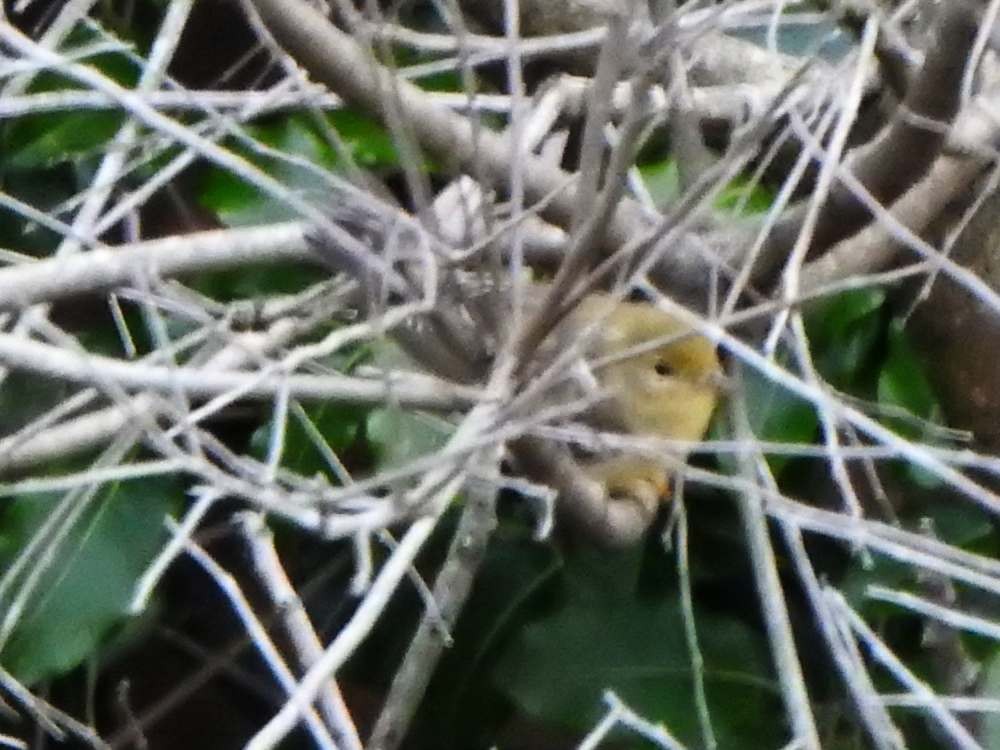 ズグロアメリカムシクイ - ML645742720