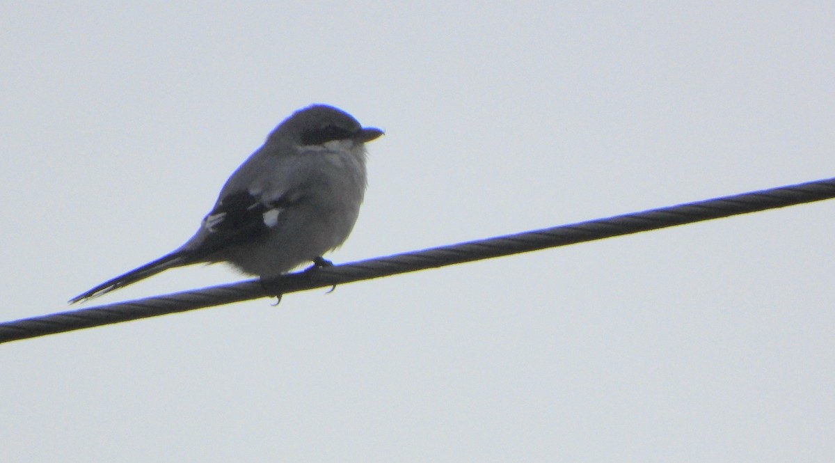 イベリアオオモズ - ML645742721