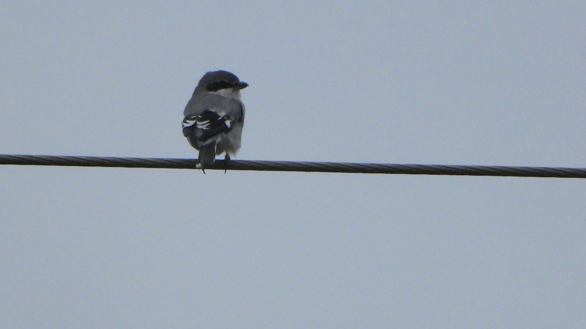 イベリアオオモズ - ML645742722