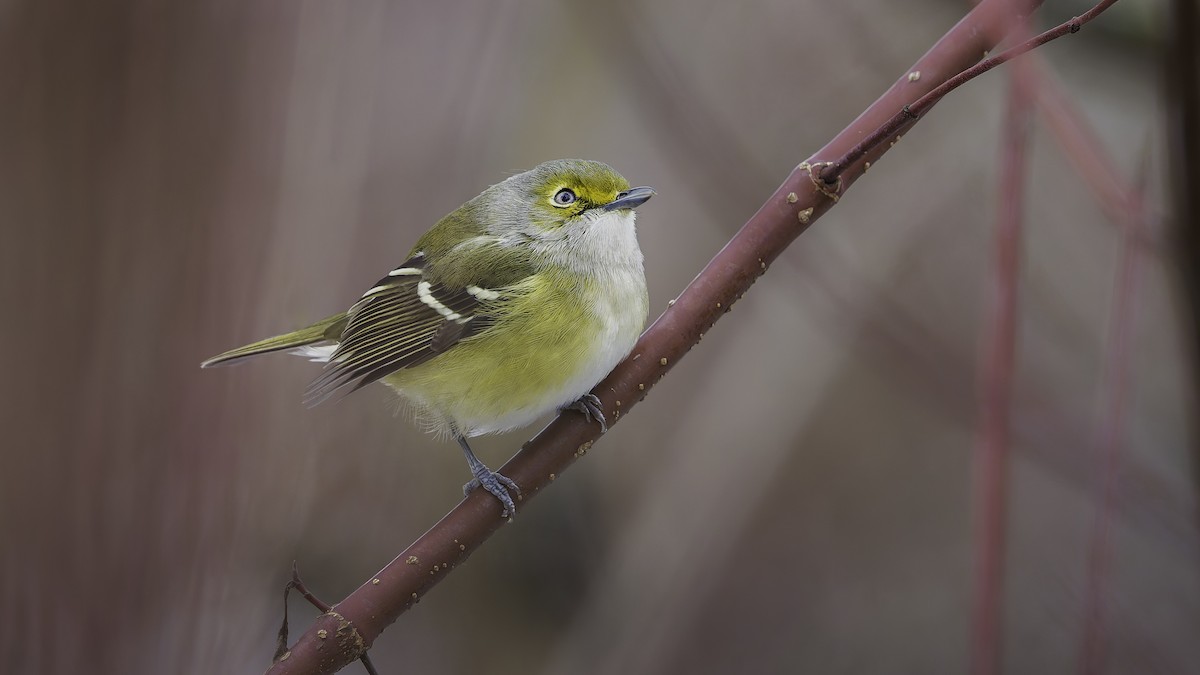 メジロモズモドキ - ML645742723