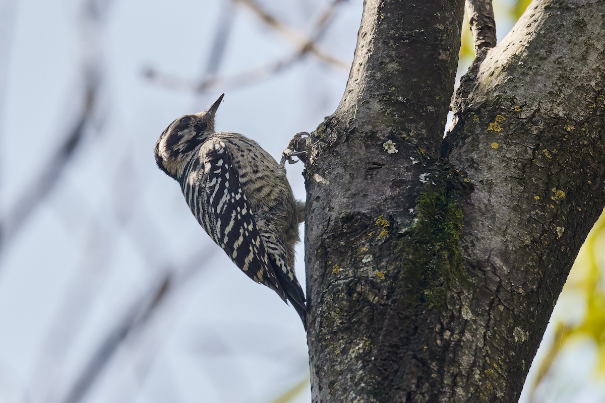 シマアカゲラ - ML645742724