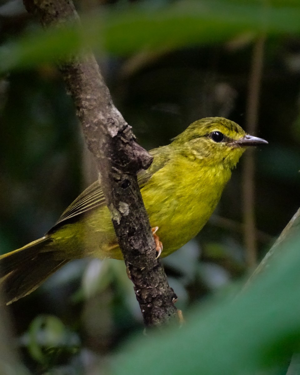 ウグイスアメリカムシクイ - ML645742725