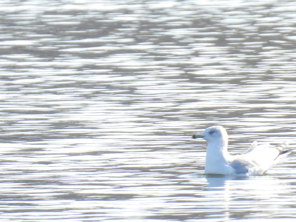 クロワカモメ - ML645742726