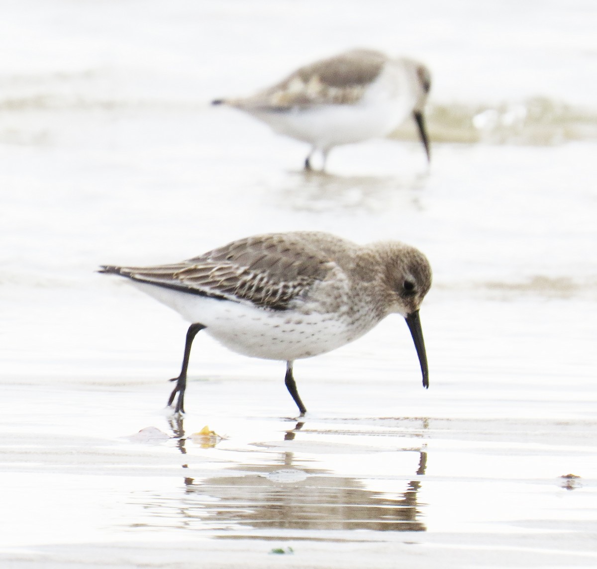 ハマシギ - ML645742727