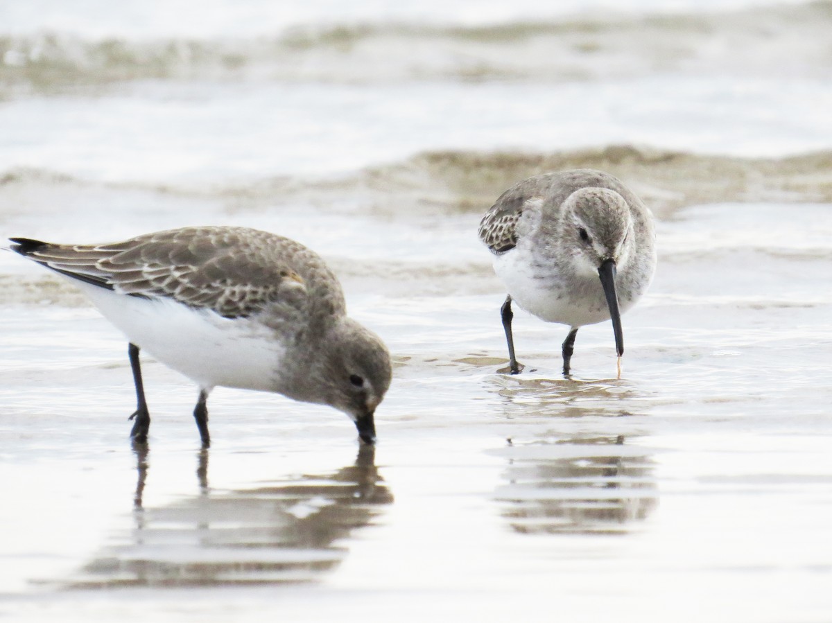 ハマシギ - ML645742728